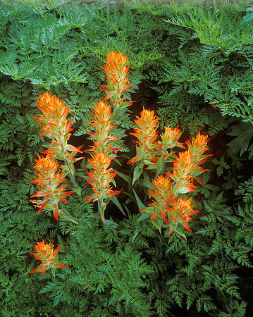 Paintbrush