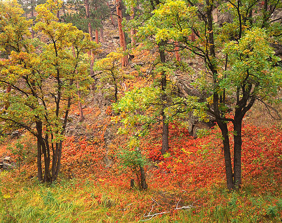 South Dakota Fall