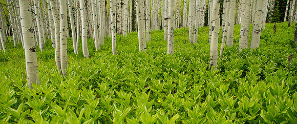 "Green Forest"