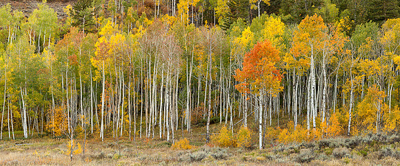 "Sage Aspen"