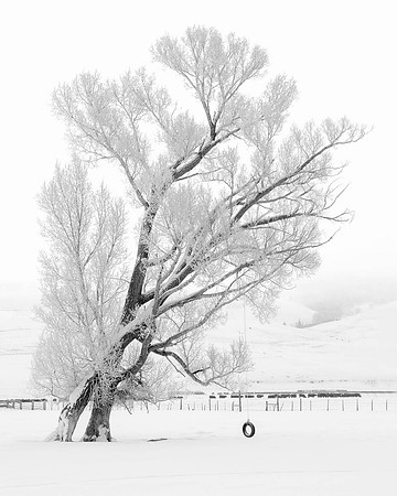 Tire Swing Tree