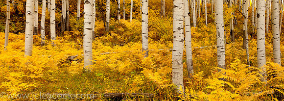 Aspen Sentinels Panorama