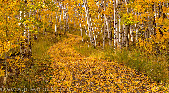 Aspen Road Panorama