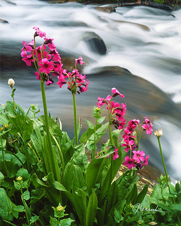 Parry Primrose by stream