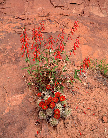 Scarlet Gilia