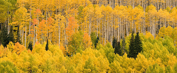 Washington Gulch aspen panorama