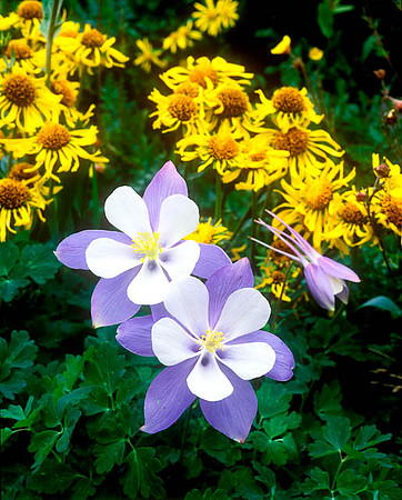 Pair of Columbines