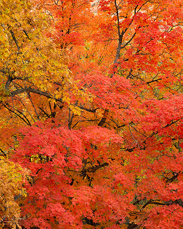 Maple in fall color, Zion National Park, Utah