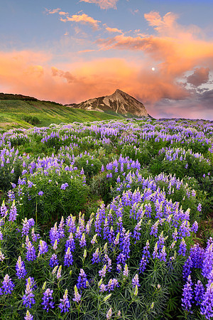 wildflowers, colorado, crestedbutte