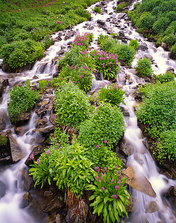 Primrose Cascade (vertical)
