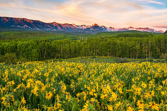The Castles with Mules Ear in bloom