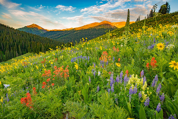 Wildlfowers in bloom near West Maroon Pass, Colorado