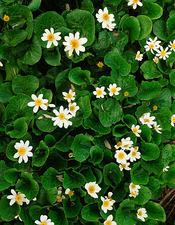 Marsh Marigolds