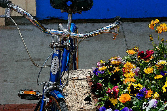 "Schwinn flowers"