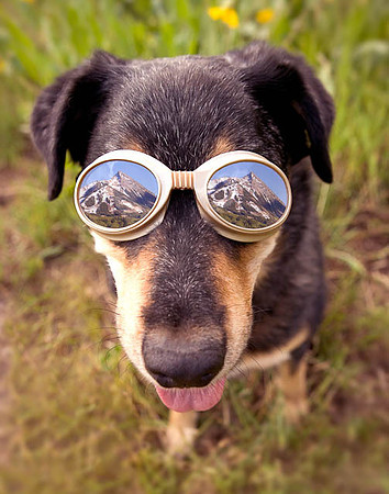"Dogglevision"