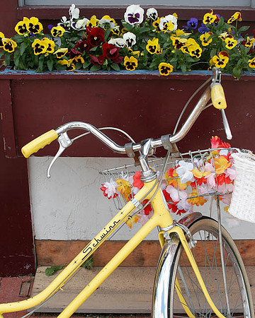"Flower Townie"